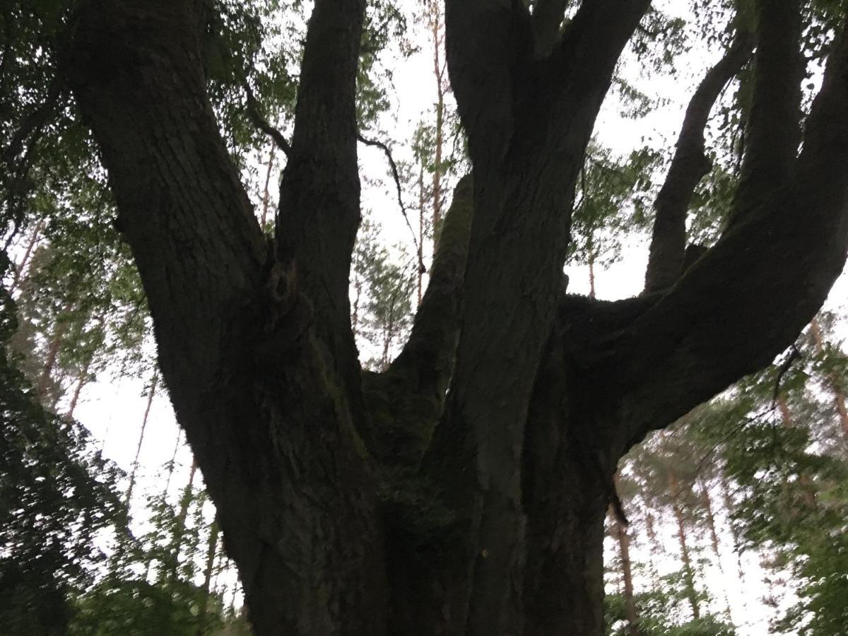 Agroturystyka Gesiniec Stare Osieczno 외부 사진